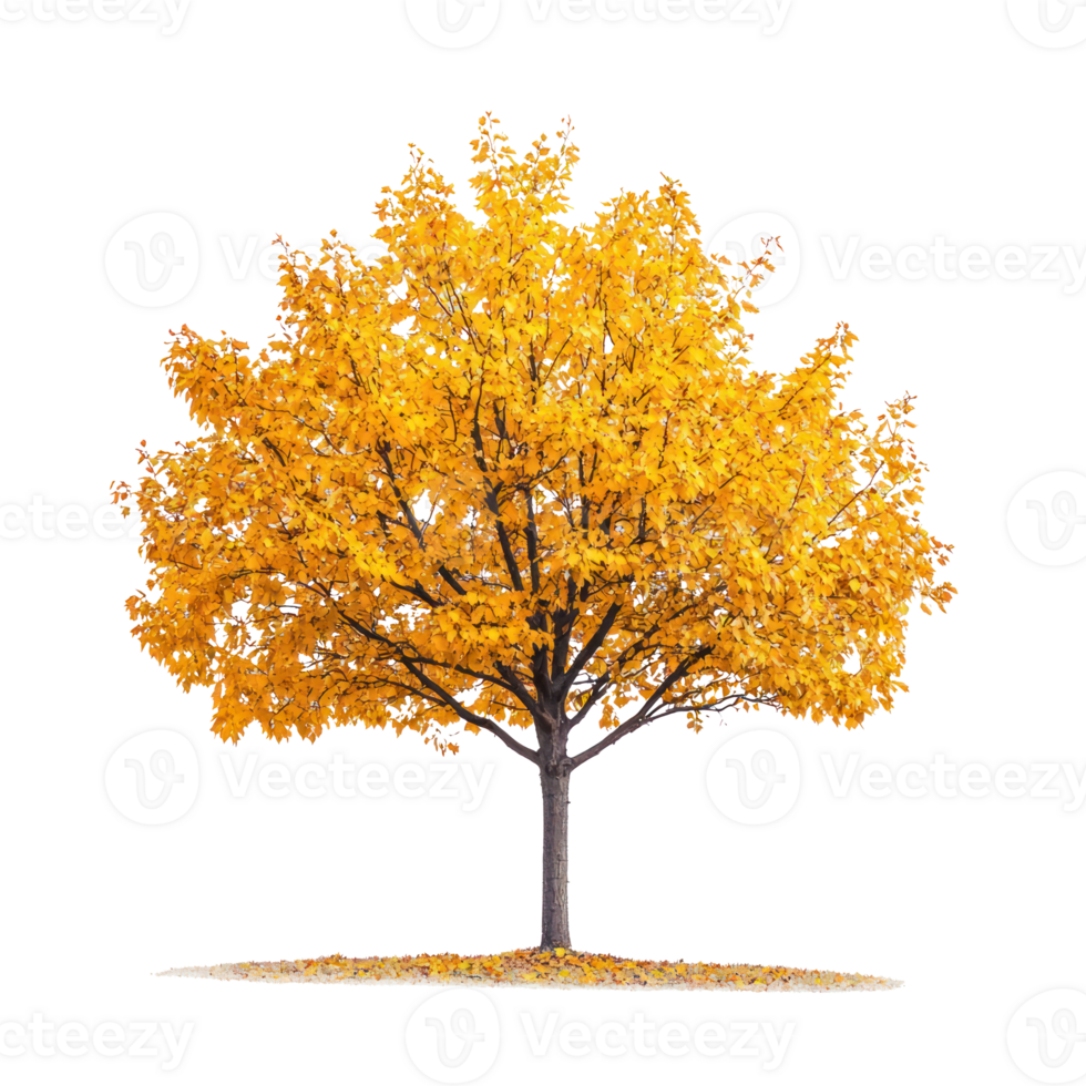 autumn tree with yellow leaves on transparent background png