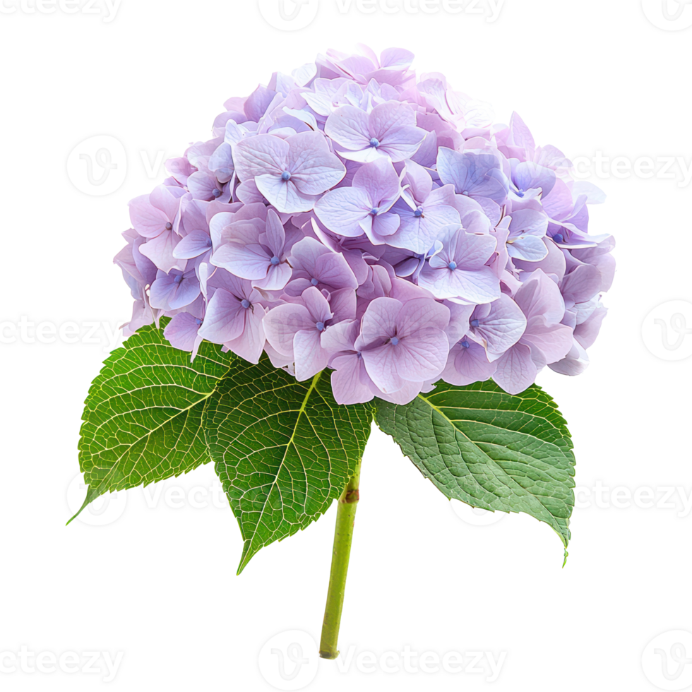 a purple flower with leaves isolate on transparent background png