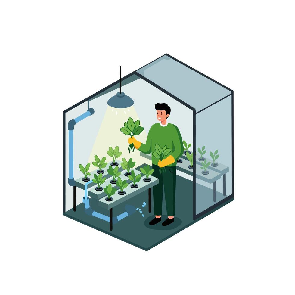 Harvesting Fresh Greens in a Modern Indoor Hydroponic Garden System vector