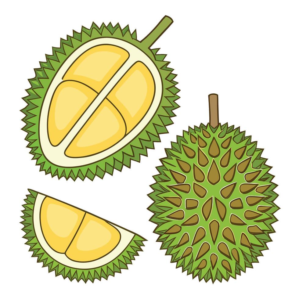 durian fruitbackground illustration white background vector