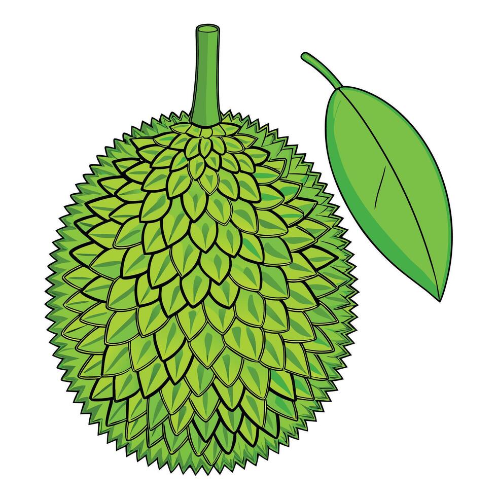 durian fruit white background illustration white background vector