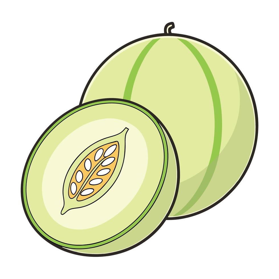 a melon is shown with a cut in half vector