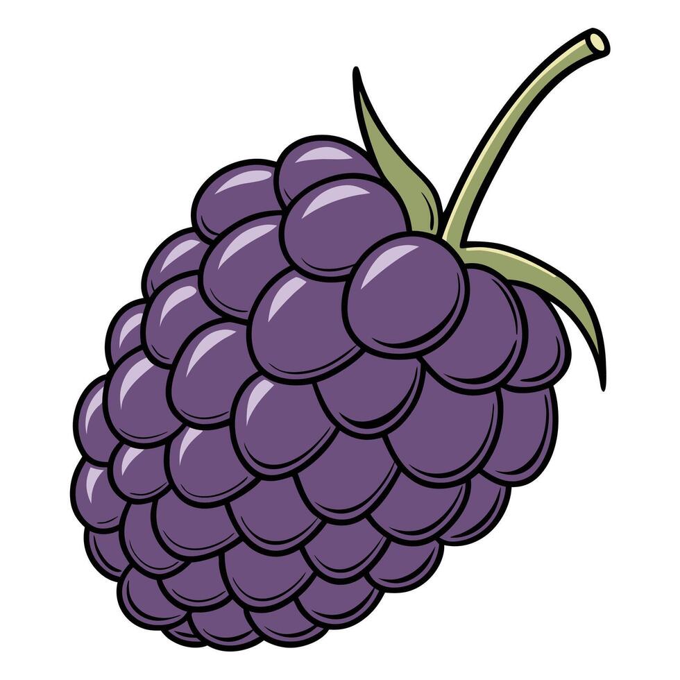 a blackberry fruit is shown in this illustration white background vector
