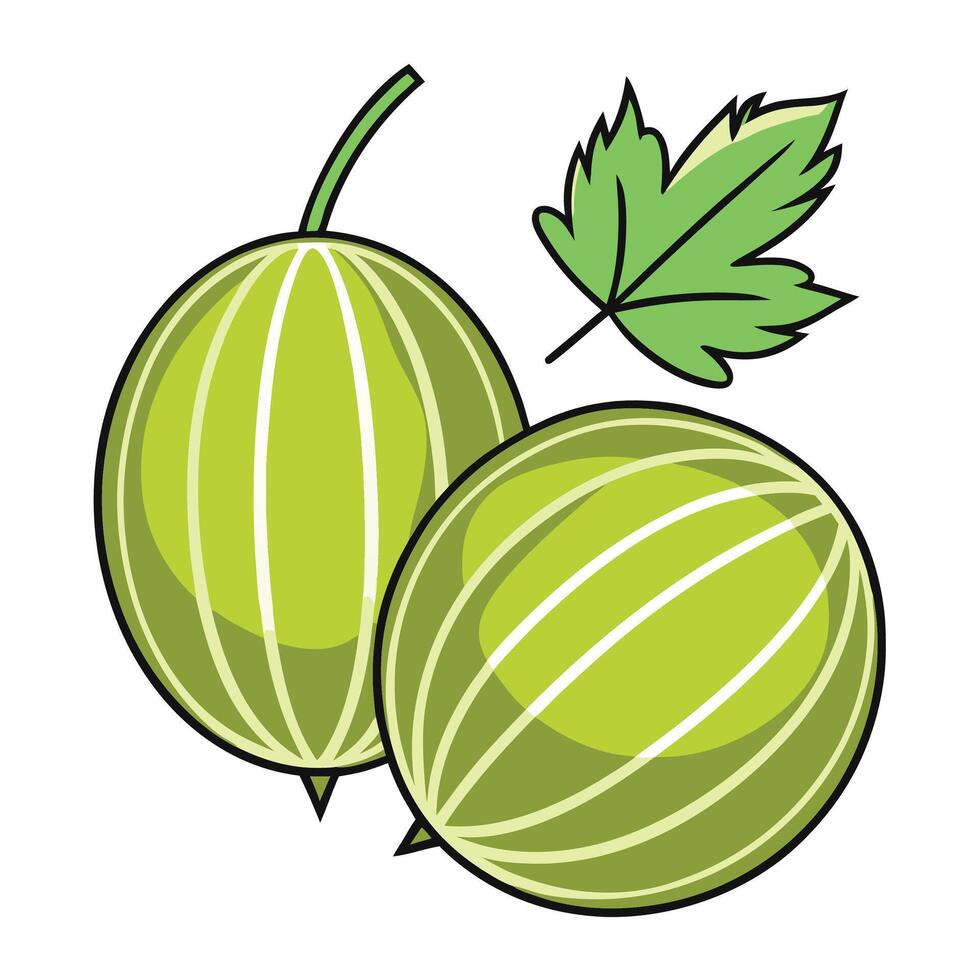two green melons with leaves on a white background vector