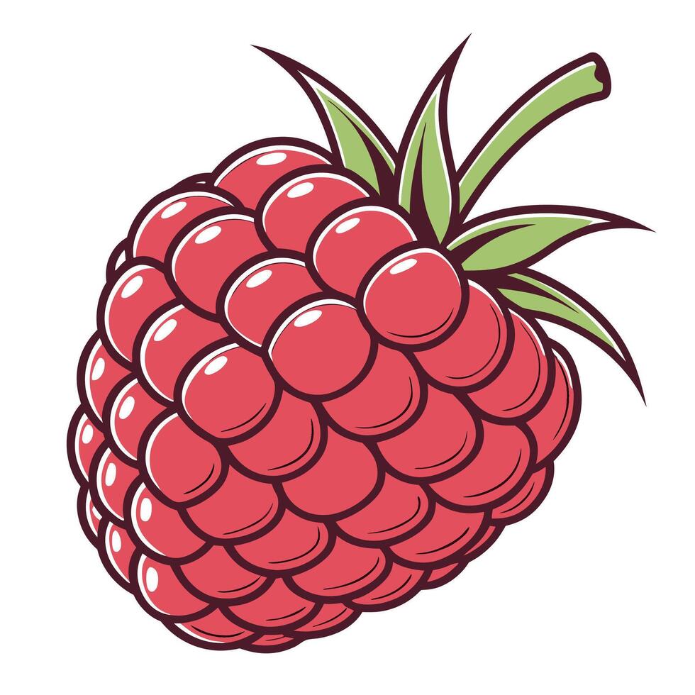 a raspberry is shown on white background vector
