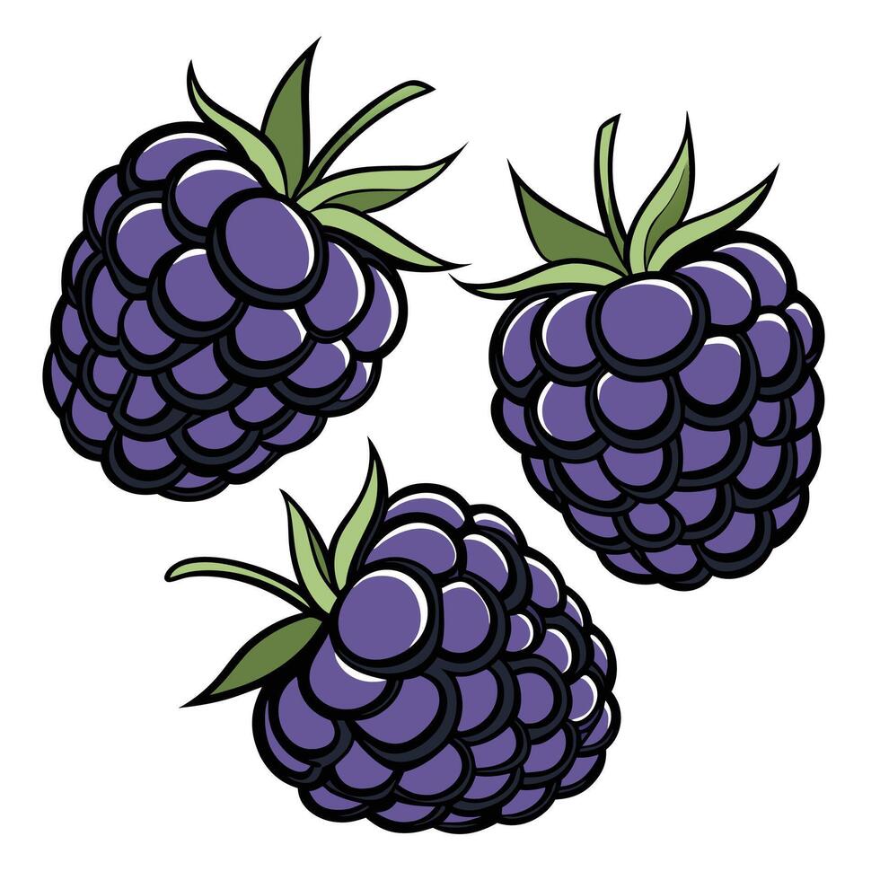 three blackberries on a white background vector
