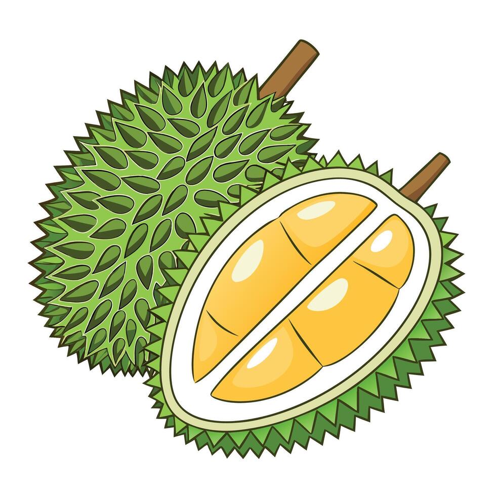 durian fruit illustration isolated on white background vector