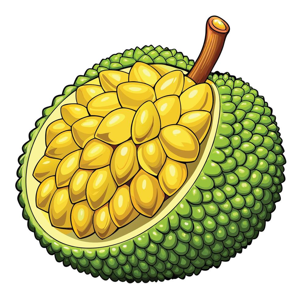 jackfruit fruit illustration vector