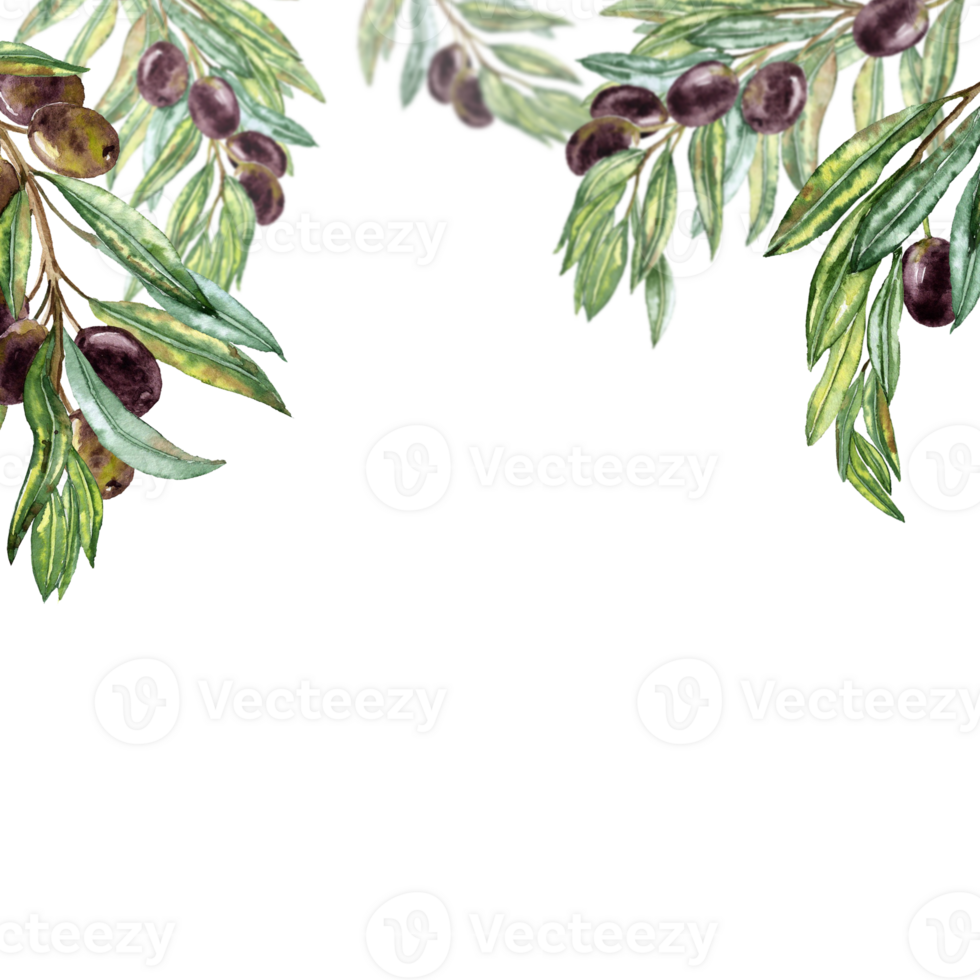 Hand drawn Olive Branches hanging from The Top. Dark olives on the twigs png