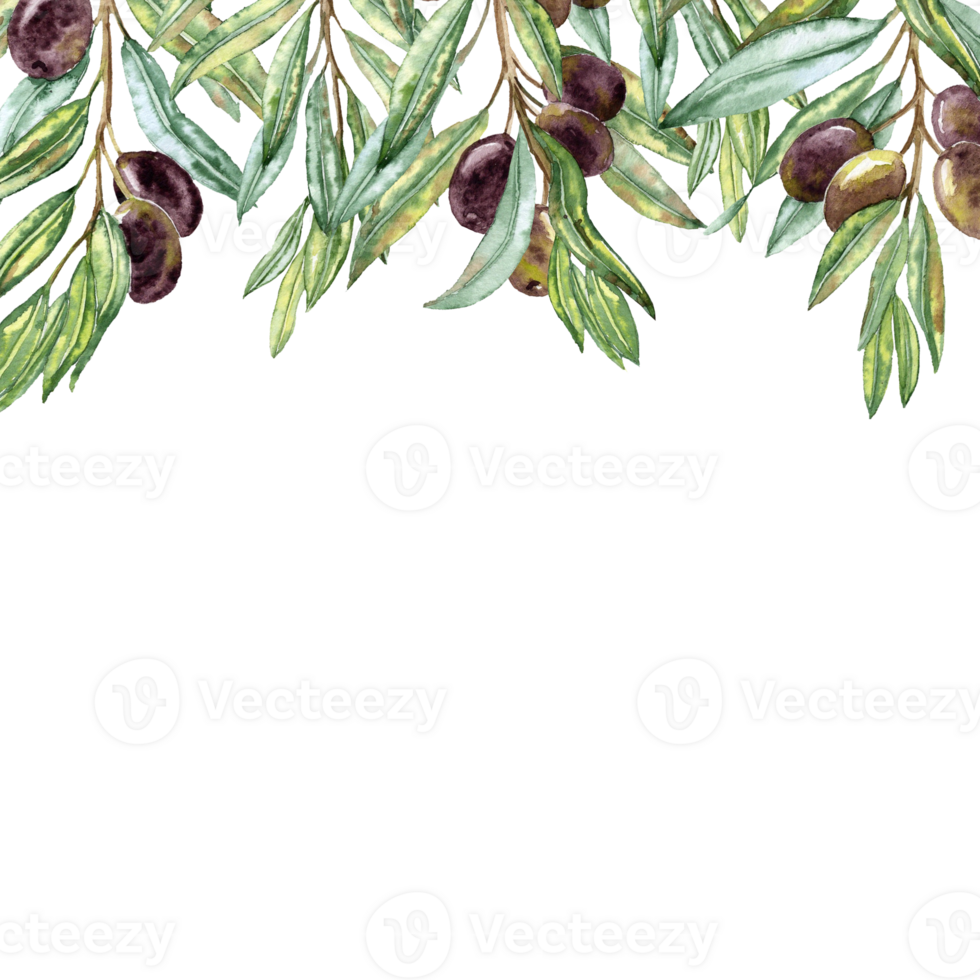 Depiction with Aquarelle Olive Branches hanging from The Top. Dark olives on the twigs png