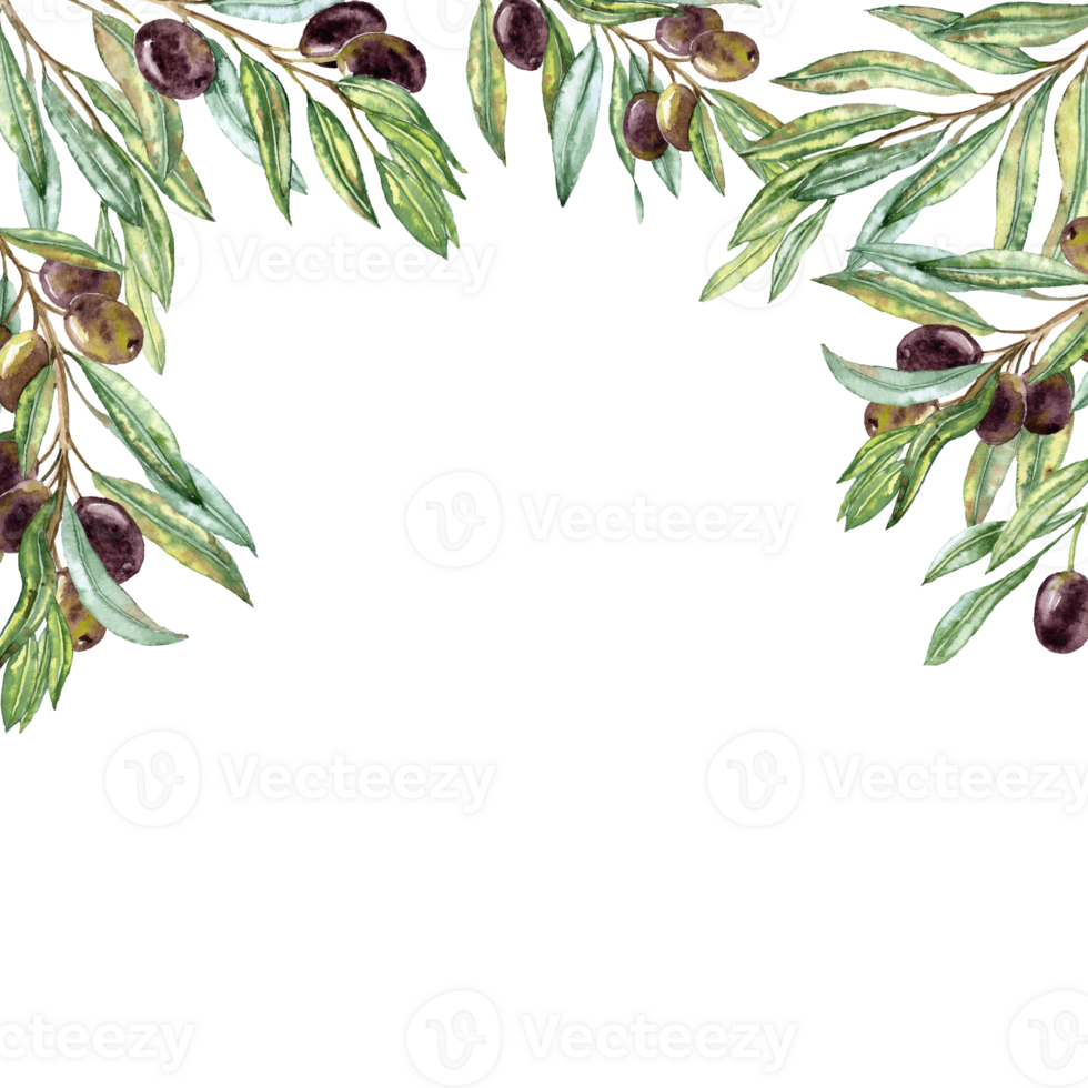 Hand drawn Dark olives on the Branches hanging from The Top. png