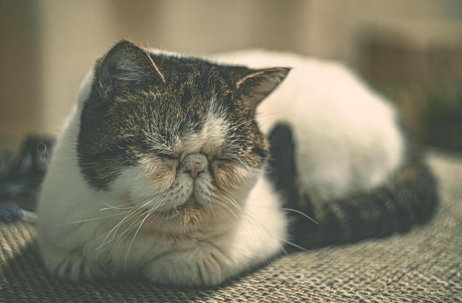 A cat is sleeping on a couch photo