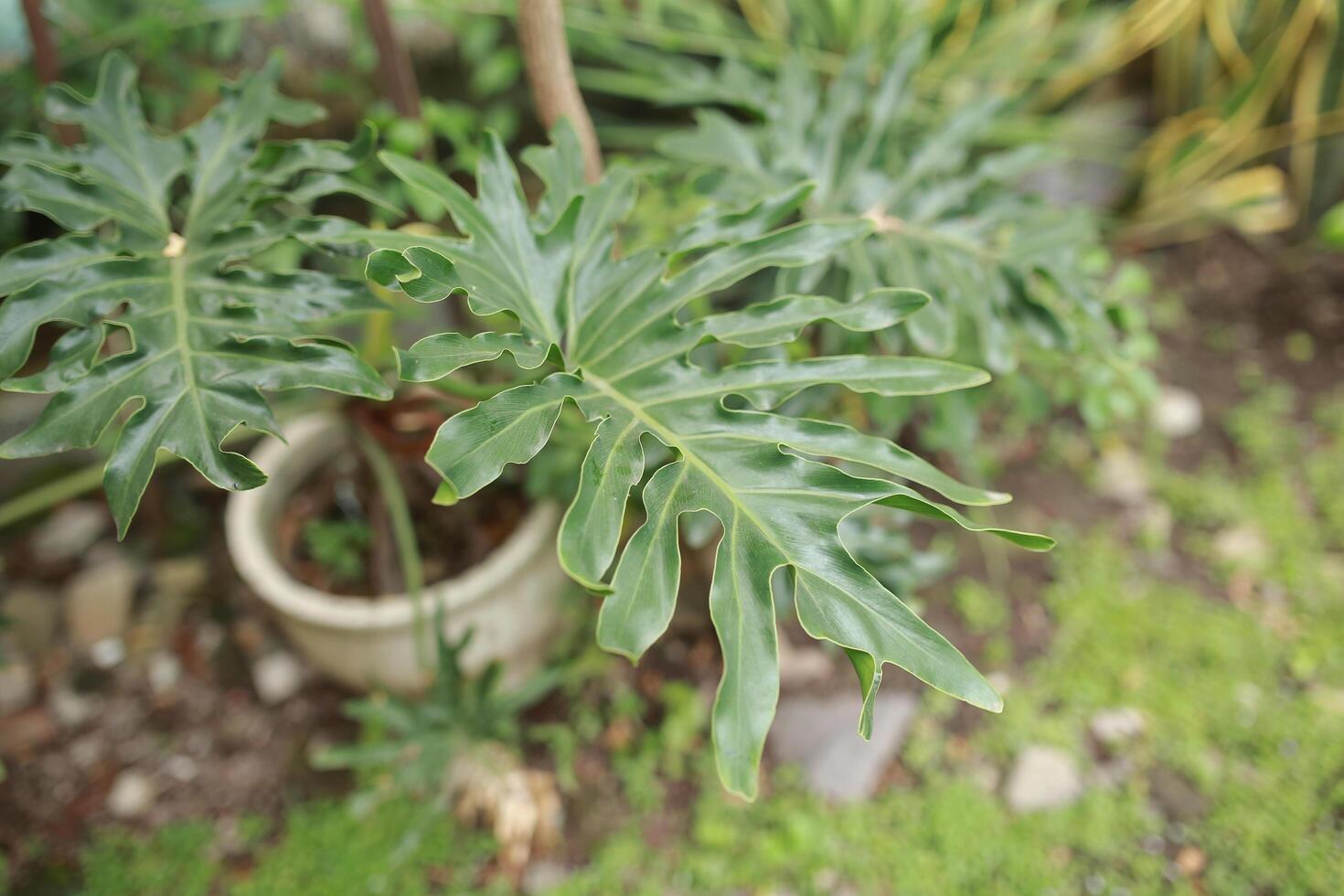 Fresh philodendrom green leaves absorb toxins in the air as an ornamental plant in the house or in the yard or in the garden photo