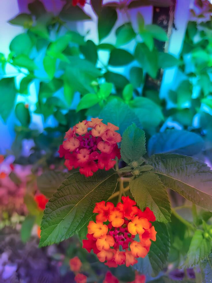 What a beautiful natural flower photo