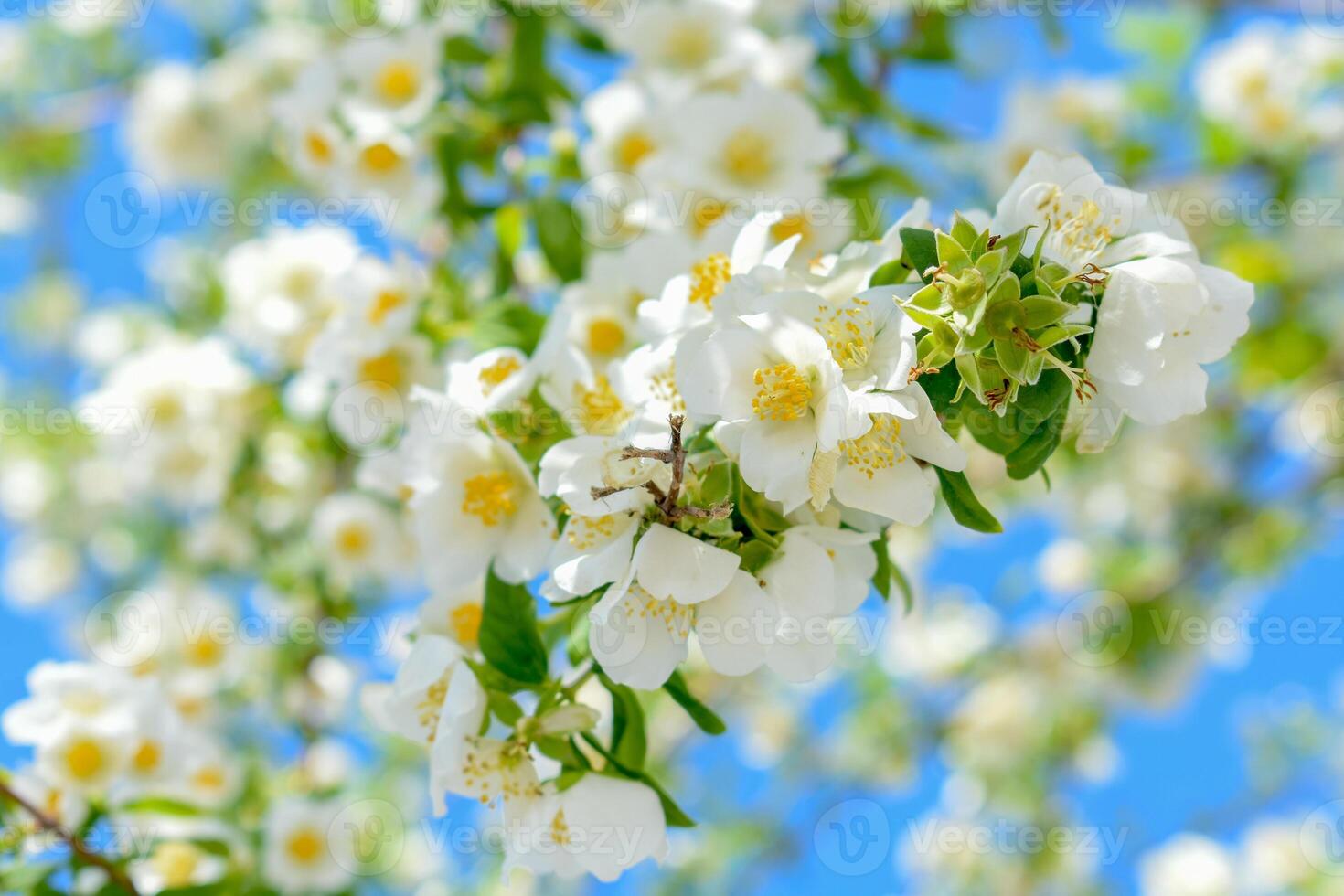 The Kiftsgate Rose White Flowers photo
