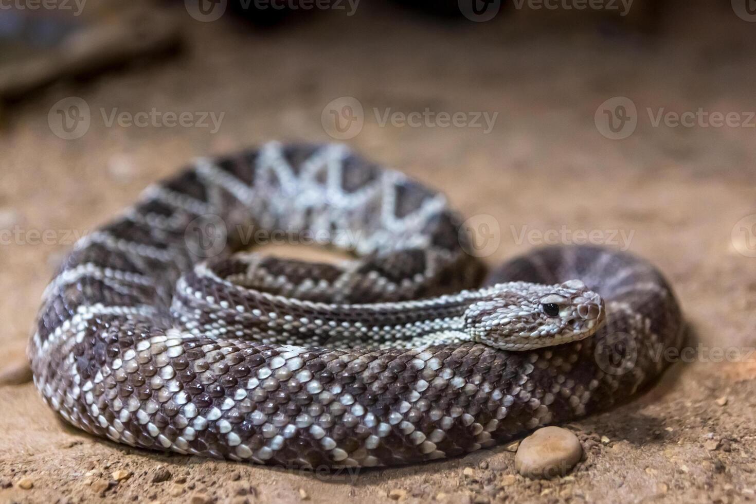 Rattlesnake, Crotalus atrox. Western Diamondback. Dangerous snake. photo