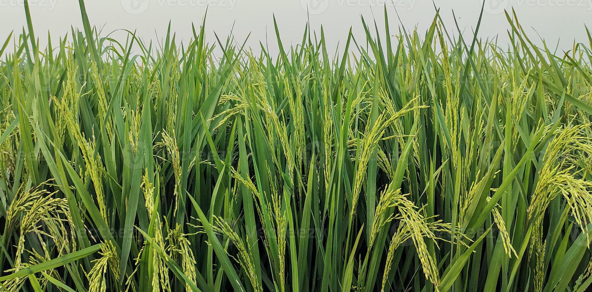 a close up of a green field of rice, a close up of a rice field, a field of green rice with tall grass, rice field in Bangladesh,a close up of a green rice field photo