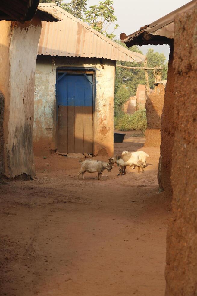 animals in the village allada, benin photo