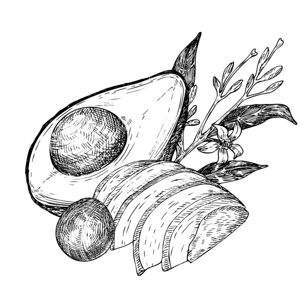Avocado hass graphic illustration, hand drawn sketch of vegetable,sliced avocado,flowers. Botanical drawing of tropical fruit. Engraving for food packaging design. Plant sketch vector