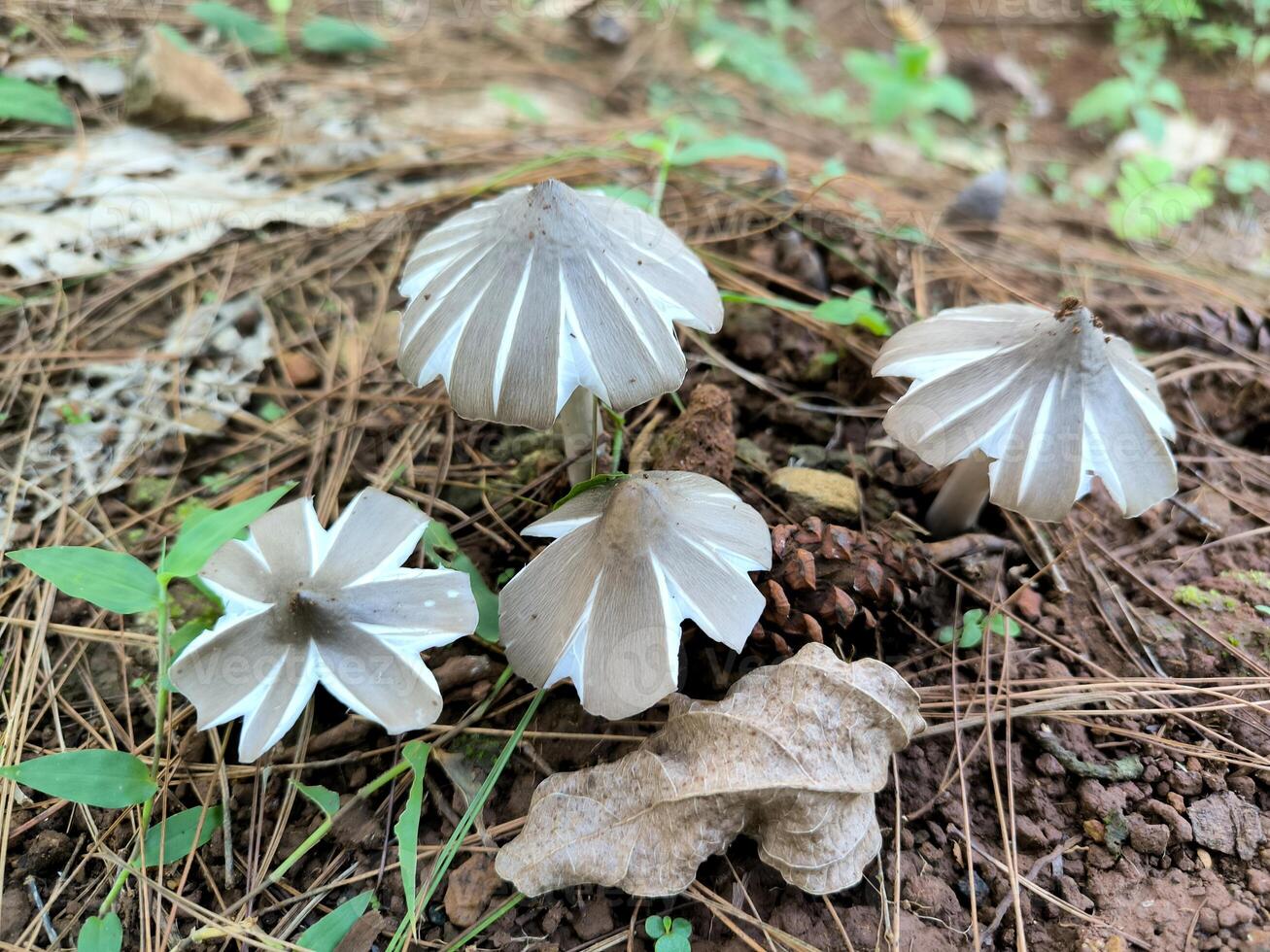 Termitomyces or Moon mushroom or Jamur BUlan or jamur supa barat atau suung bulan or Gymnopus sp. lives on the ground of forest photo