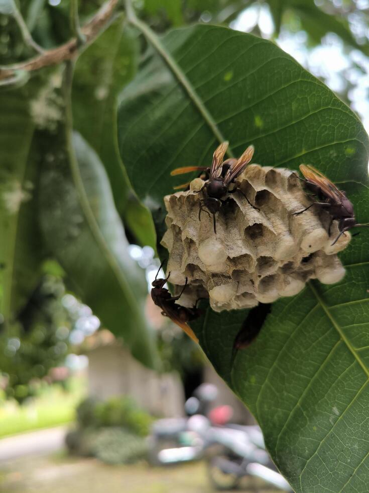 Redhead Paper Wasp or Polistes spp. nest on a branch of tree, swarm of wasp photo