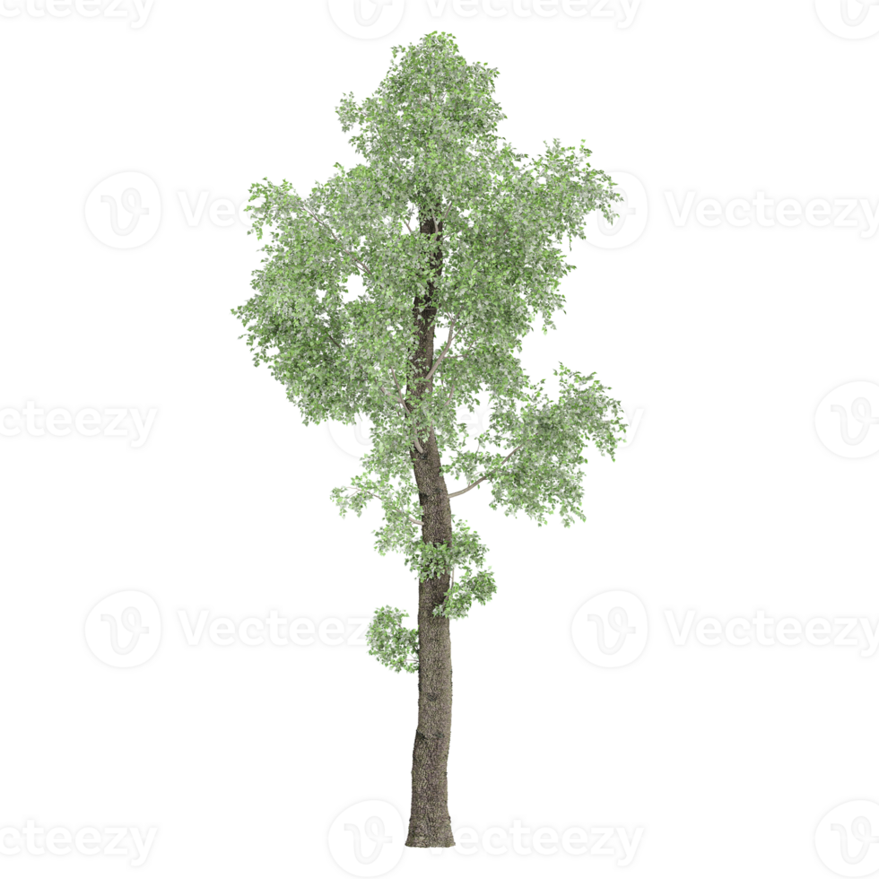 3D rendering of Aigeiros tree in transparent canvas png