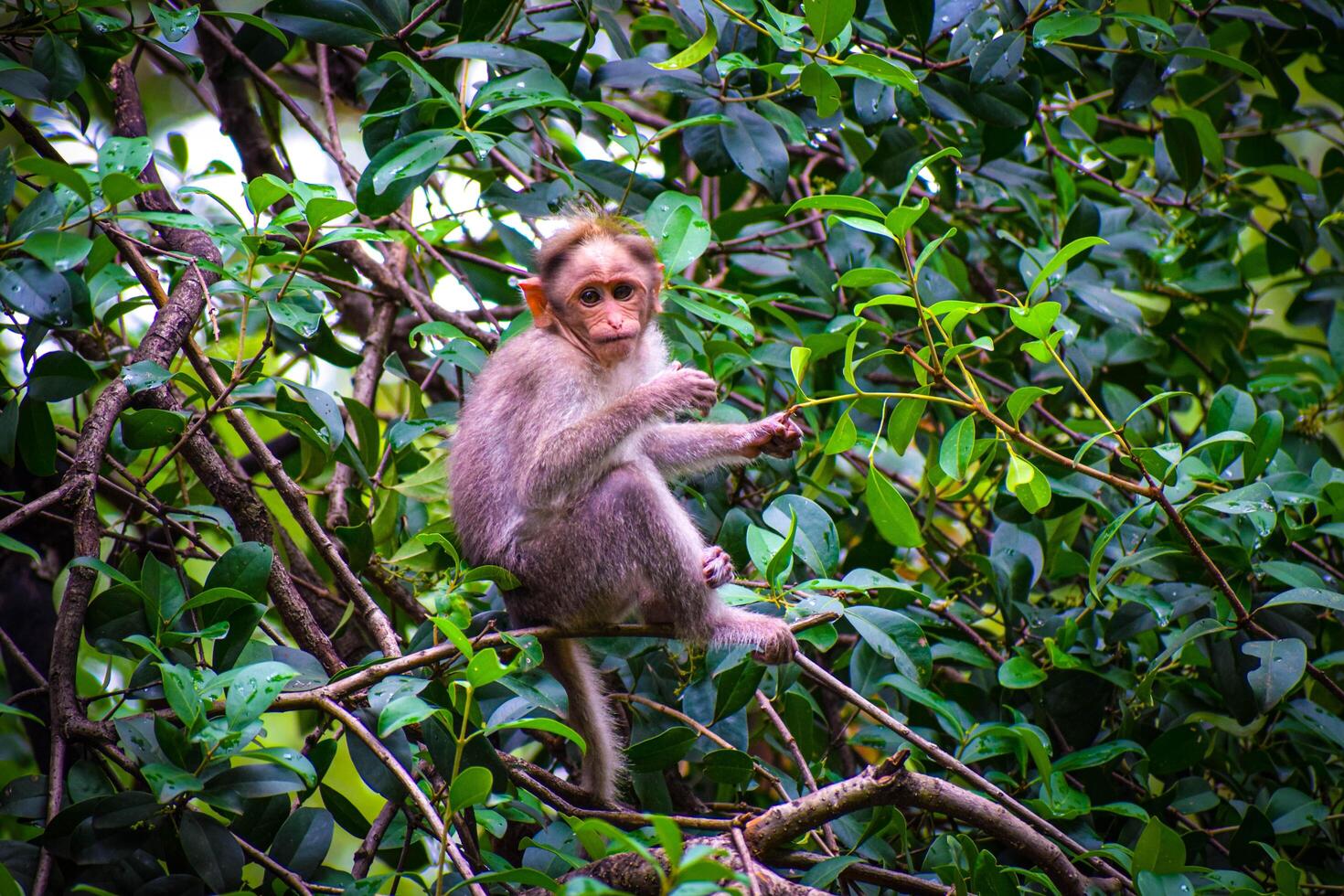 Monkey Life in Kutralam Waterfall in Tamilnadu, India photo