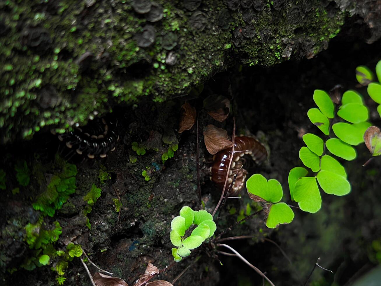 Yellow spotted millipedes or Harpaphe haydeniana mostly live in Asia photo