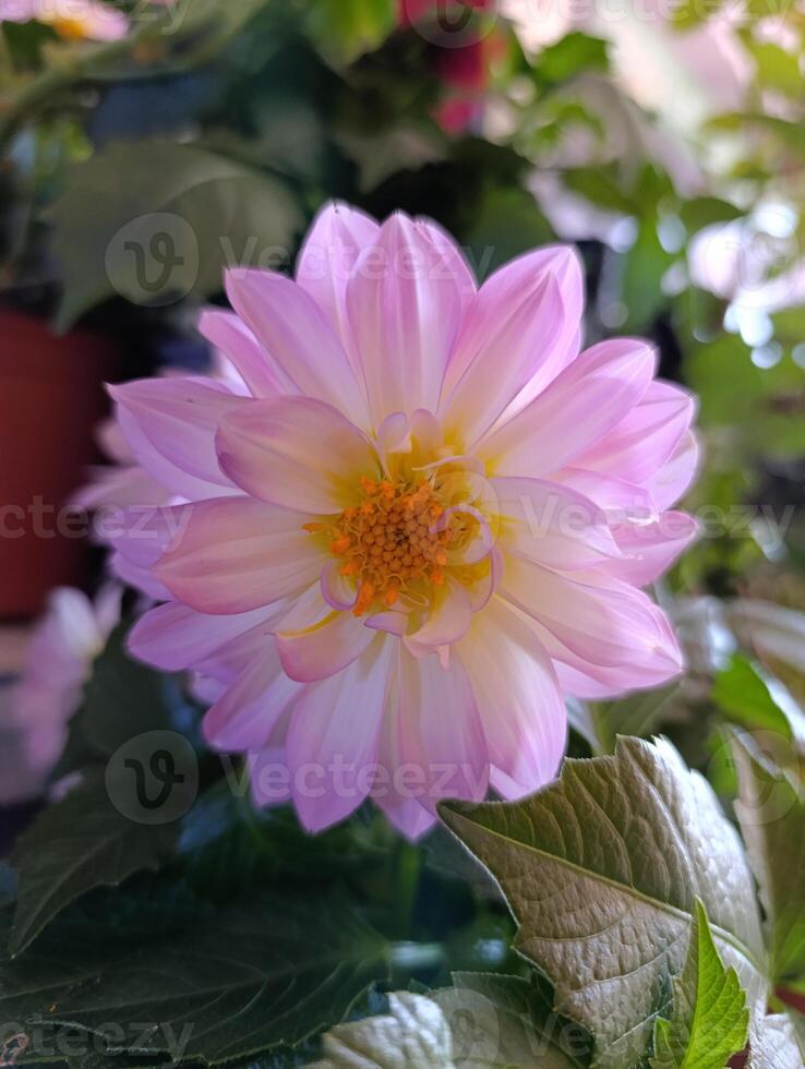 Dahlia pinnata. a pink flower with yellow center and the yellow center of the center. photo