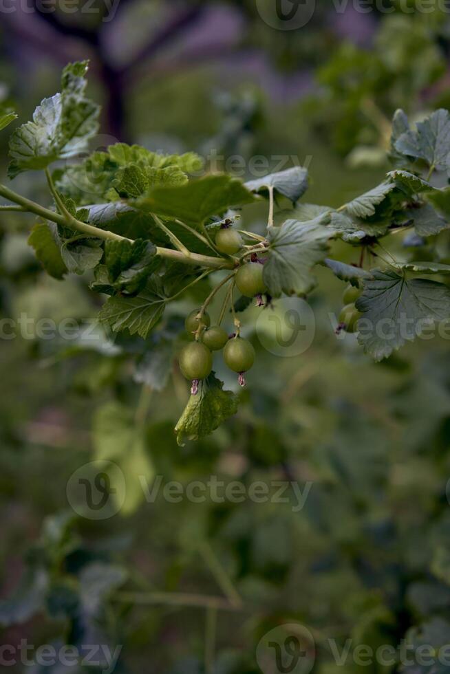 an unripe berries of a hybrid of currant and gooseberry, yoshta, in the garden photo