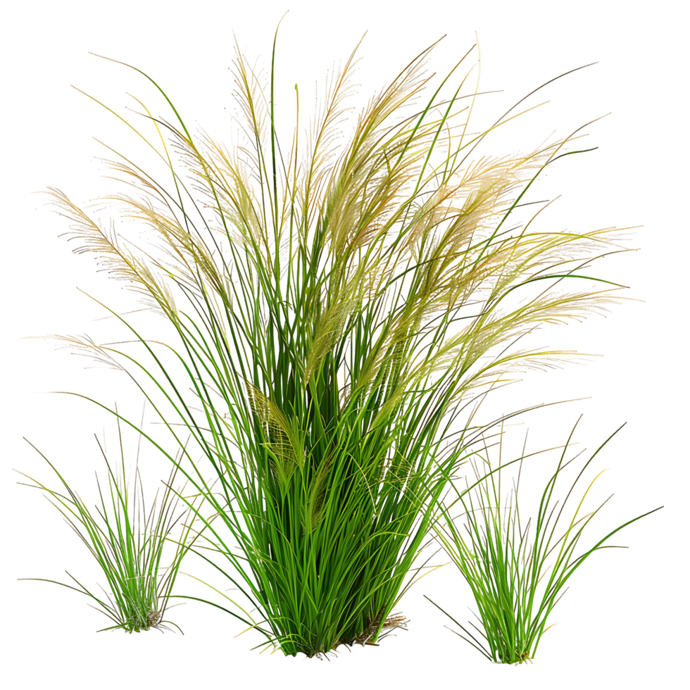 Poa Labillardieri Bush Cutout on Transparent png