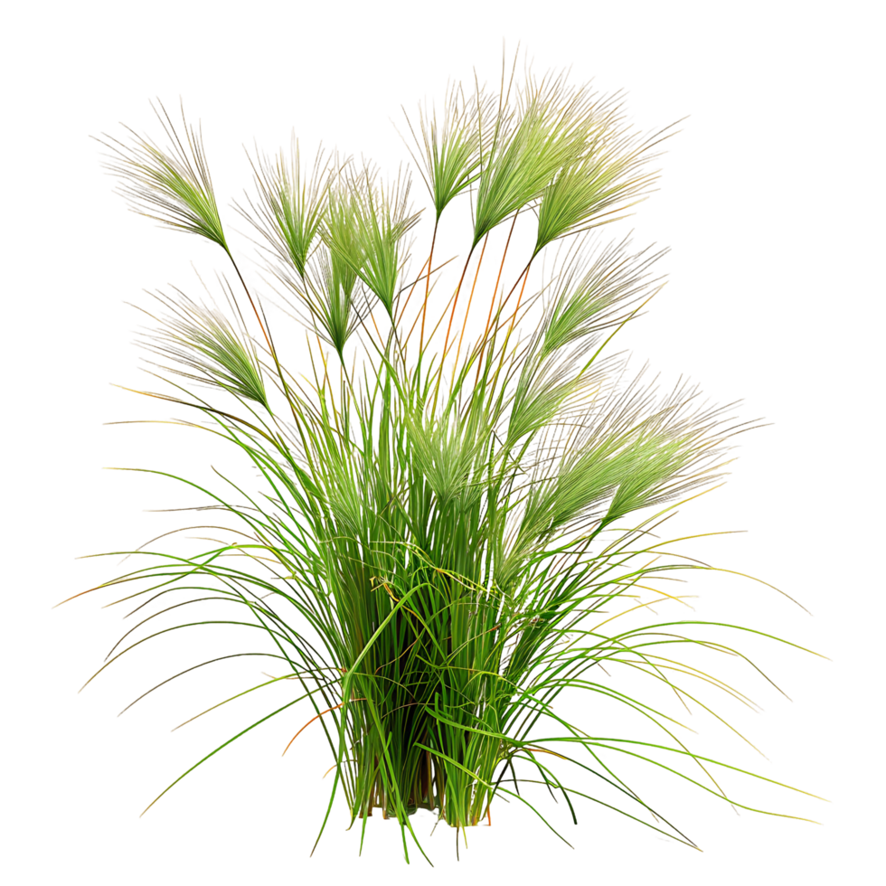 Poa Labillardieri Bush Isolated on Transparent Background png