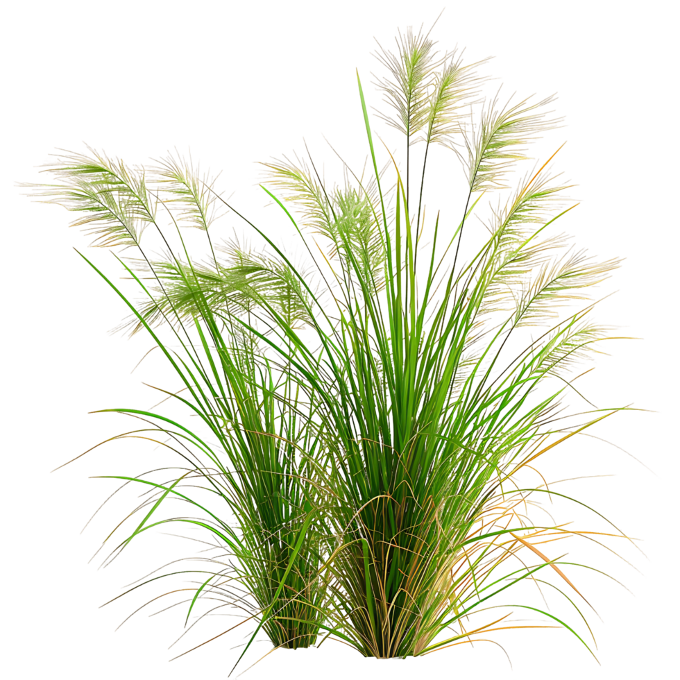 Poa Labillardieri Bush on Clear Background png