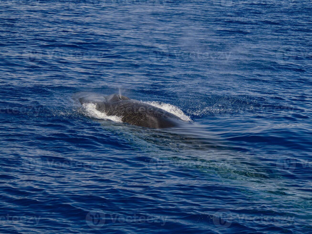 Balaenoptera physalus, the common fin whale navigates in front of the coast of Genoa Italy during it's migration to Ligurian sea. photo