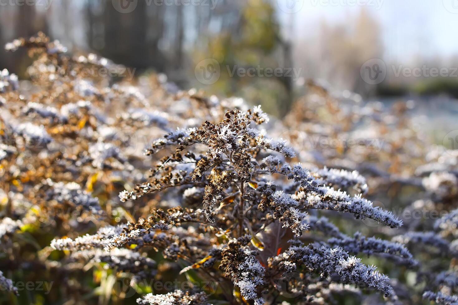Dry flowers of Solidago virgaurea, European goldenrod or woundwort plant. photo