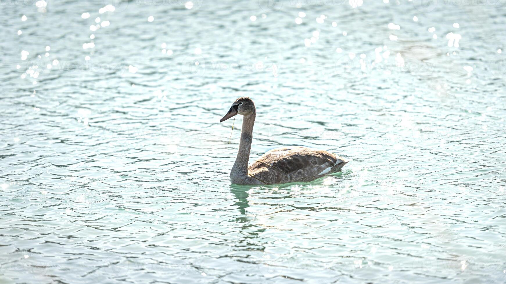 A white swan is swimming in the water at RSPB Rainham Marshes Nature Reserve in Rainham, Essex, on March 22, 2024. photo