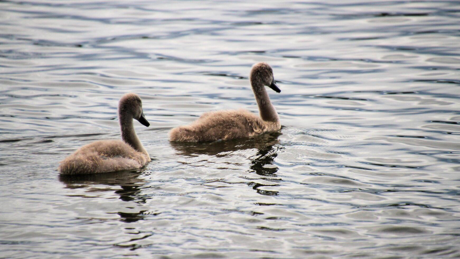 A white swan is swimming in the water at RSPB Rainham Marshes Nature Reserve in Rainham, Essex, on March 22, 2024. photo