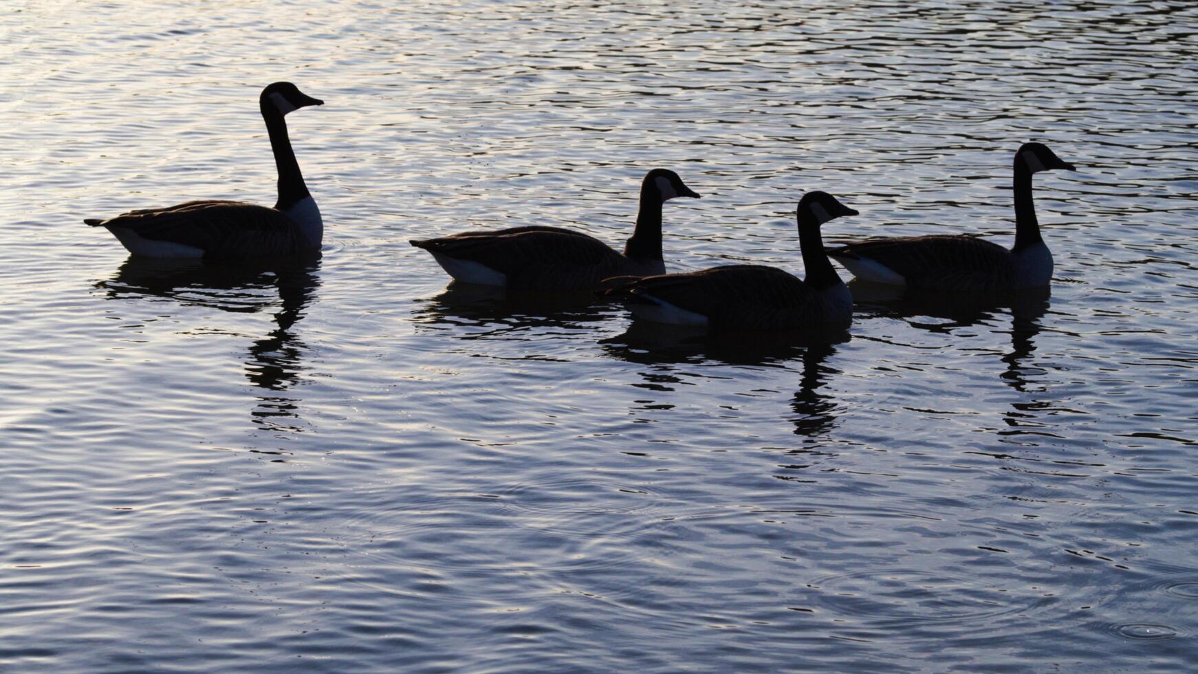 A white swan is swimming in the water at RSPB Rainham Marshes Nature Reserve in Rainham, Essex, on March 22, 2024. photo