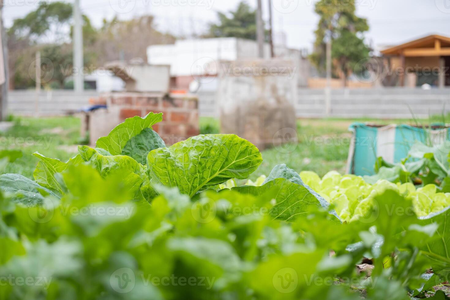 Urban, homemade vegetable garden made with recycled products., photo