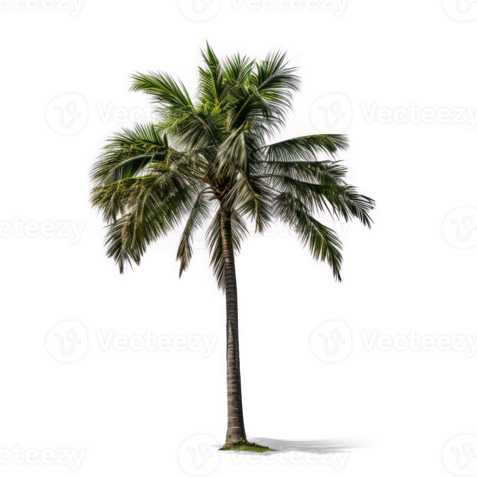 palm tree on transparent background png