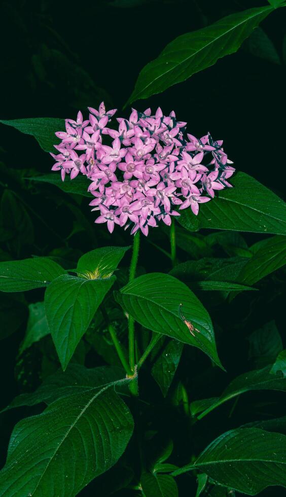 Beautiful Pentas lanceolata photo