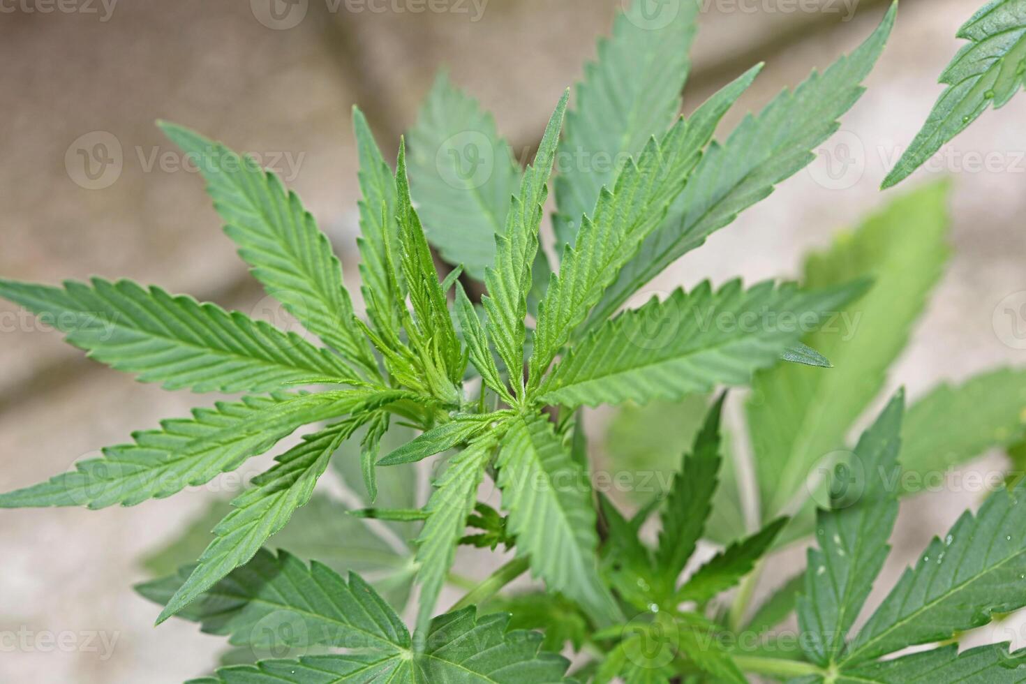 Cannabis first leaves close up modern high quality print medical marihuana super lemon haze family cannabaceae big size instant download stock photography photo