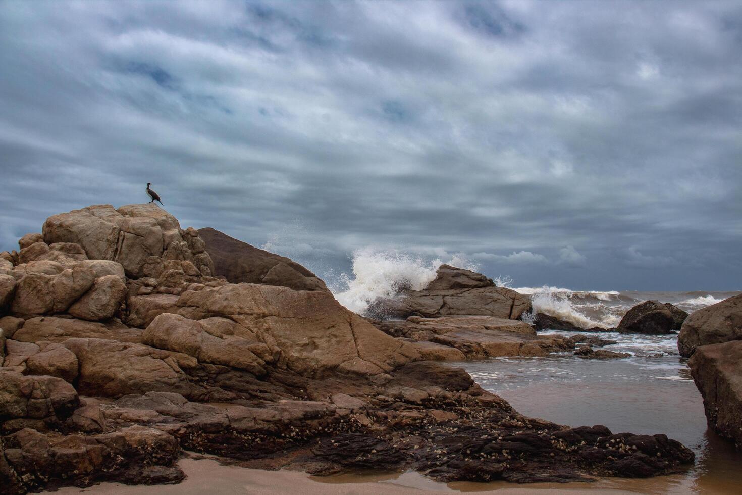 Cormorants Awaits The Waves photo