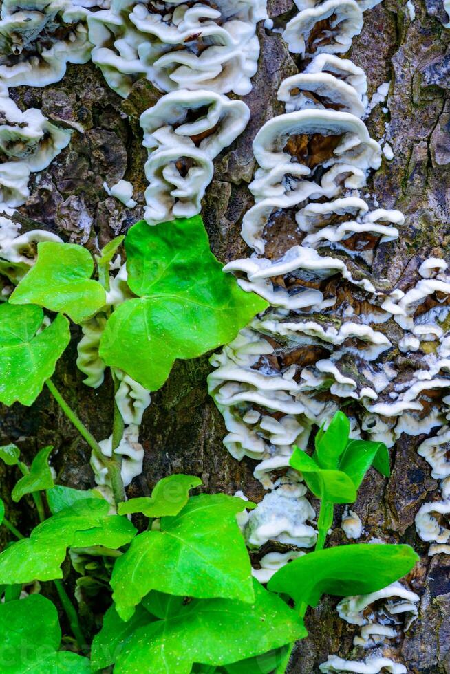 Oxyporus populinus - tree mushroom on a tree trunk near an ivy twig photo