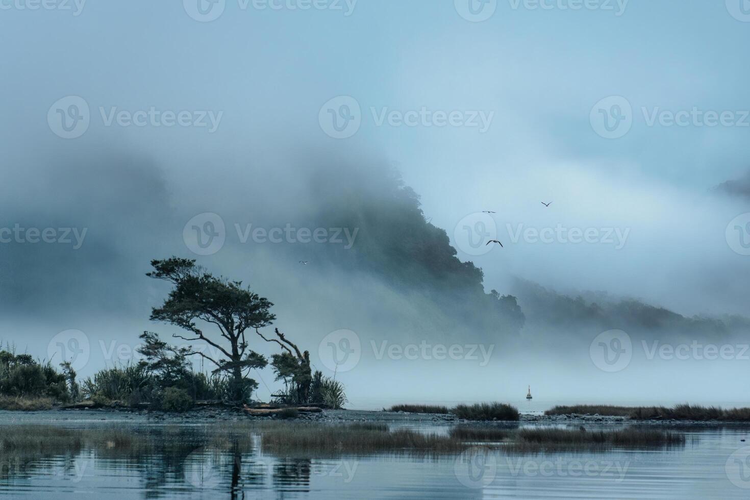 Milford Sound with foggy and bird flying on the lake in the morning at New Zealand photo