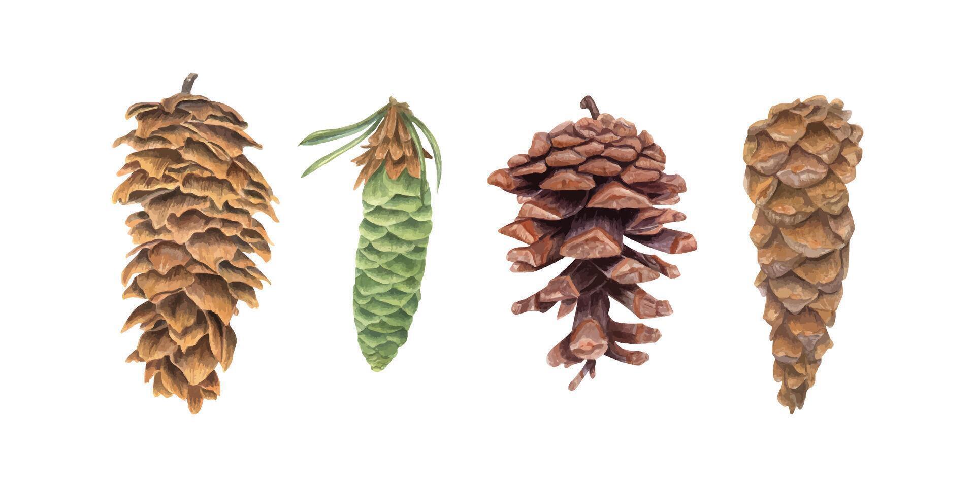 Conifer Pine Cone set. Cones in different shapes and textures. Themes of botany, conifers, ecology, environment, forests, wildlife, and natural beauty. Watercolor illustration of conifers vector