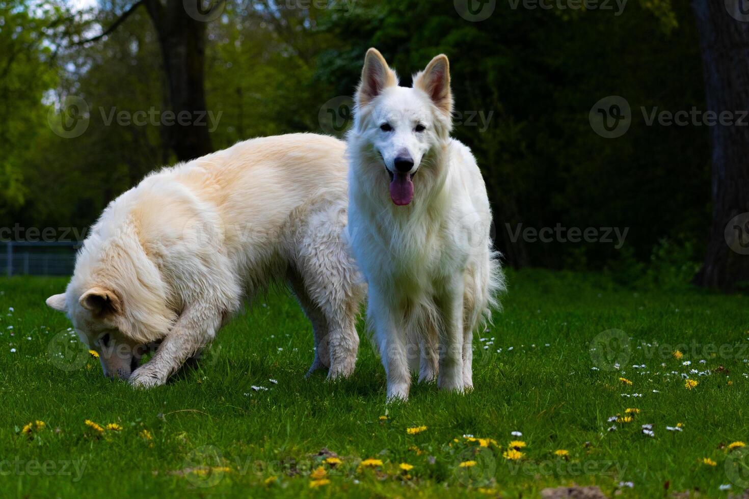 dogs in the park photo