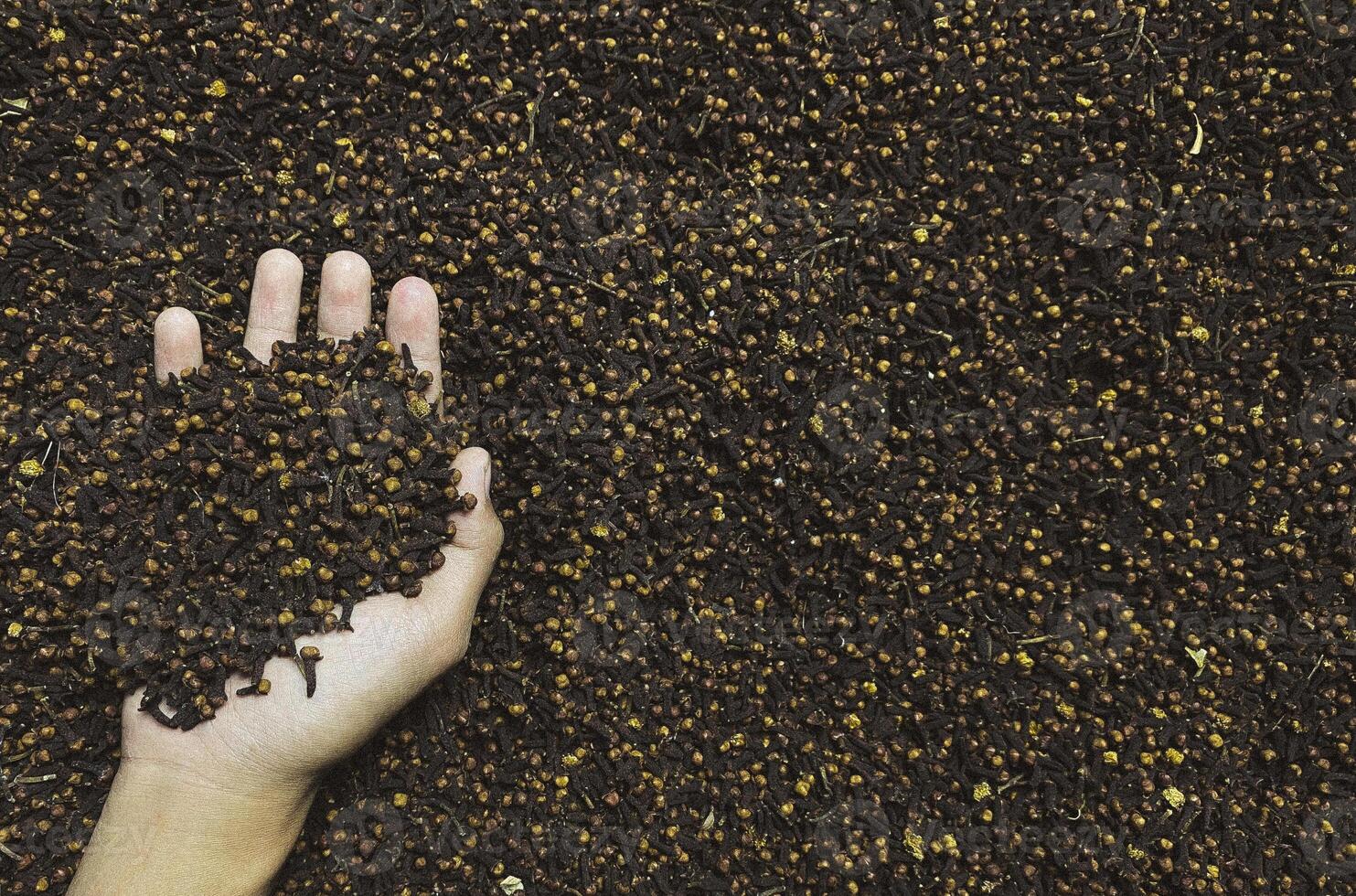 Dry cloves.A hand are holding cloves photo