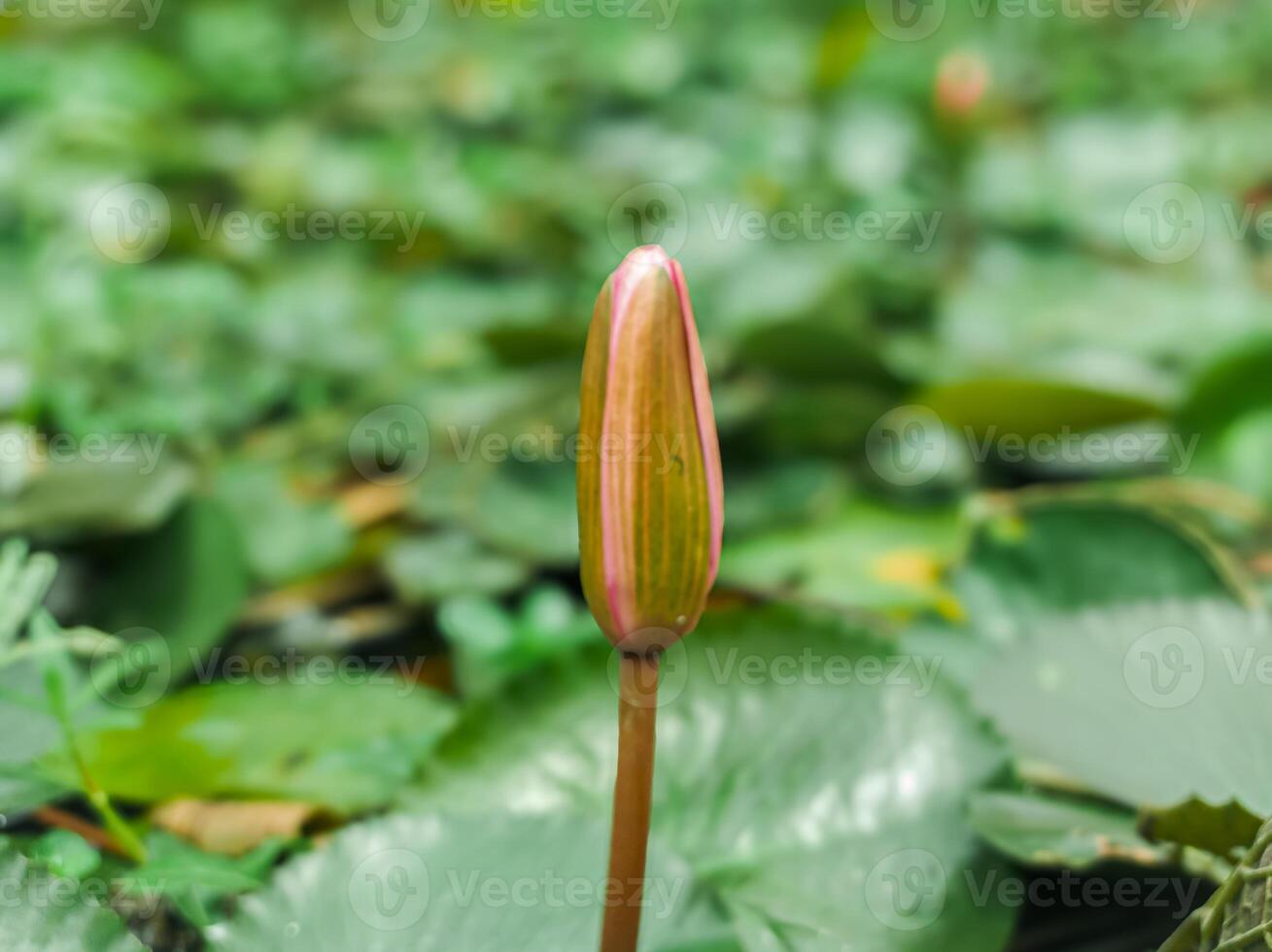 lotus known as poddo flower photo