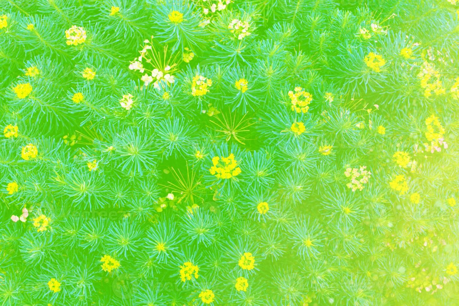 Abstract summer floral nature background. meadow blooming. photo